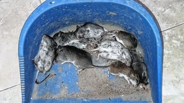 Invasión de ratas en un pueblo del norte santafesino