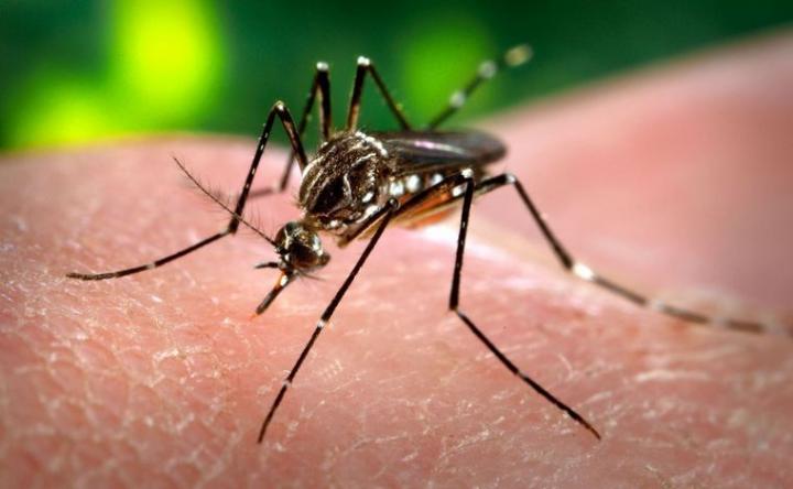 Dengue: marcado descenso de casos en la provincia de Santa Fe