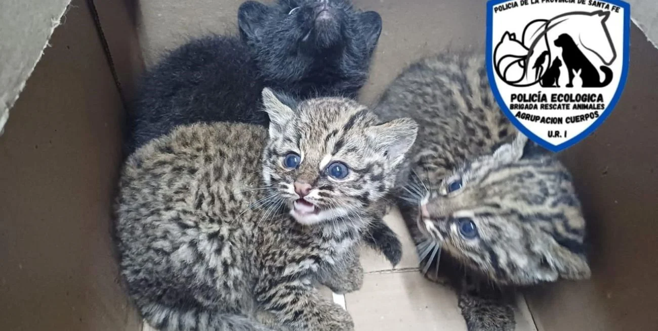 Rescatan tres bebés de gatos montés en Santa Fe Capital