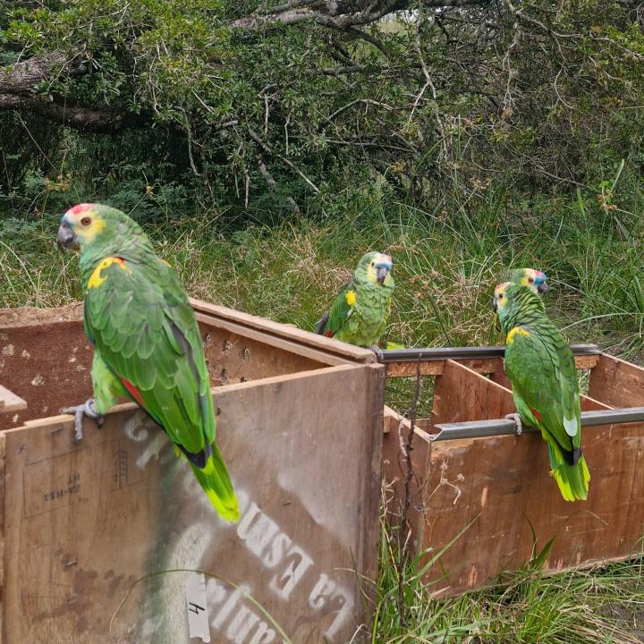 Liberan animales rescatados del tráfico ilegal y el mascotismo