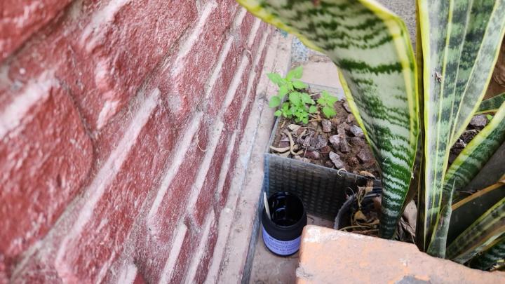 Objetivo Dengue: colocan “ovitrampas” en casas de Tostado