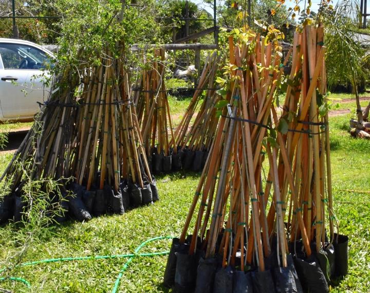 Plantaron más de 800 árboles nativos donde había un basural