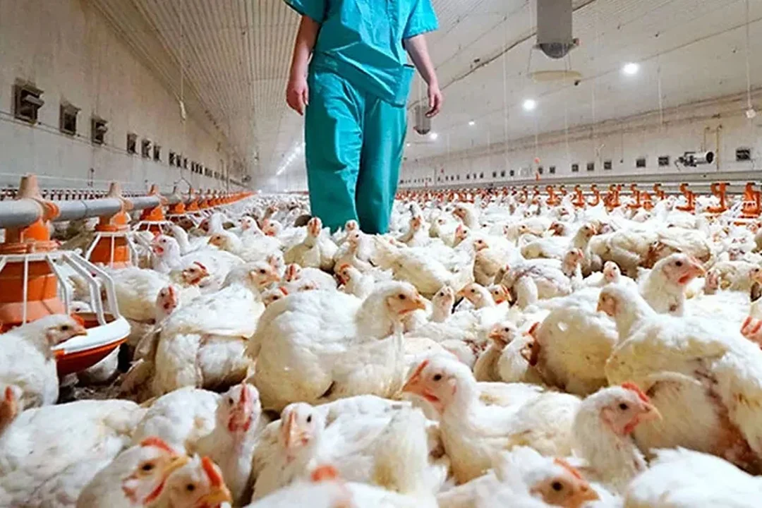 EE.UU.: nuevo caso humano de influenza aviar A