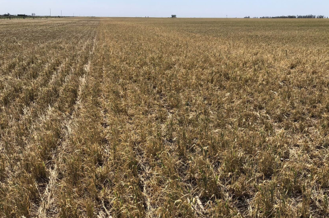 Declaran en emergencia a localidades del norte santafesino