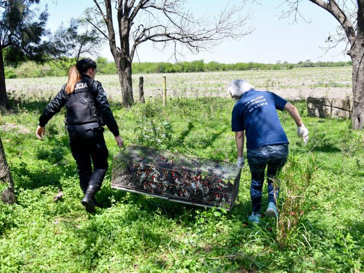Liberaron 300 aves encontradas hacinadas y desnutridas