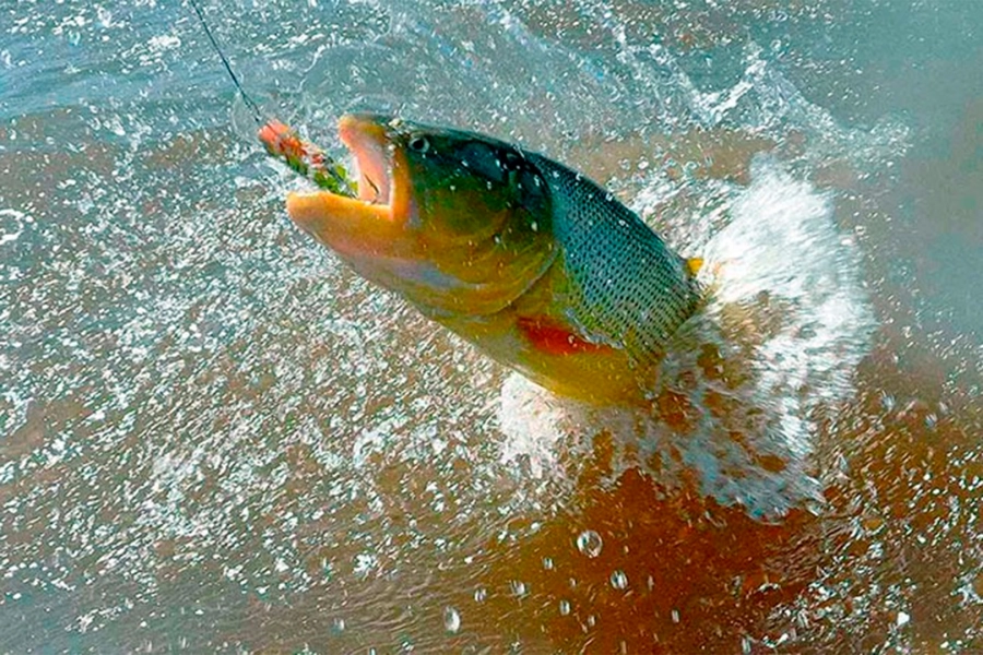 Entre Ríos prohibió la pesca comercial del Dorado