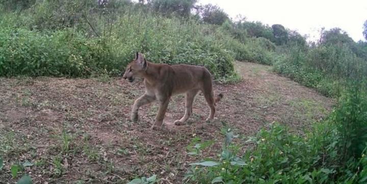 Avistaron un puma en el Parque Nacional Islas de Santa Fe