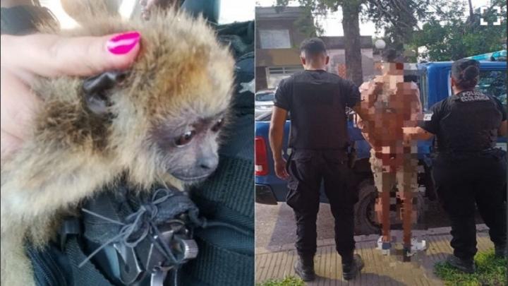 De no creer: robaron monos en La Esmeralda de Santa Fe