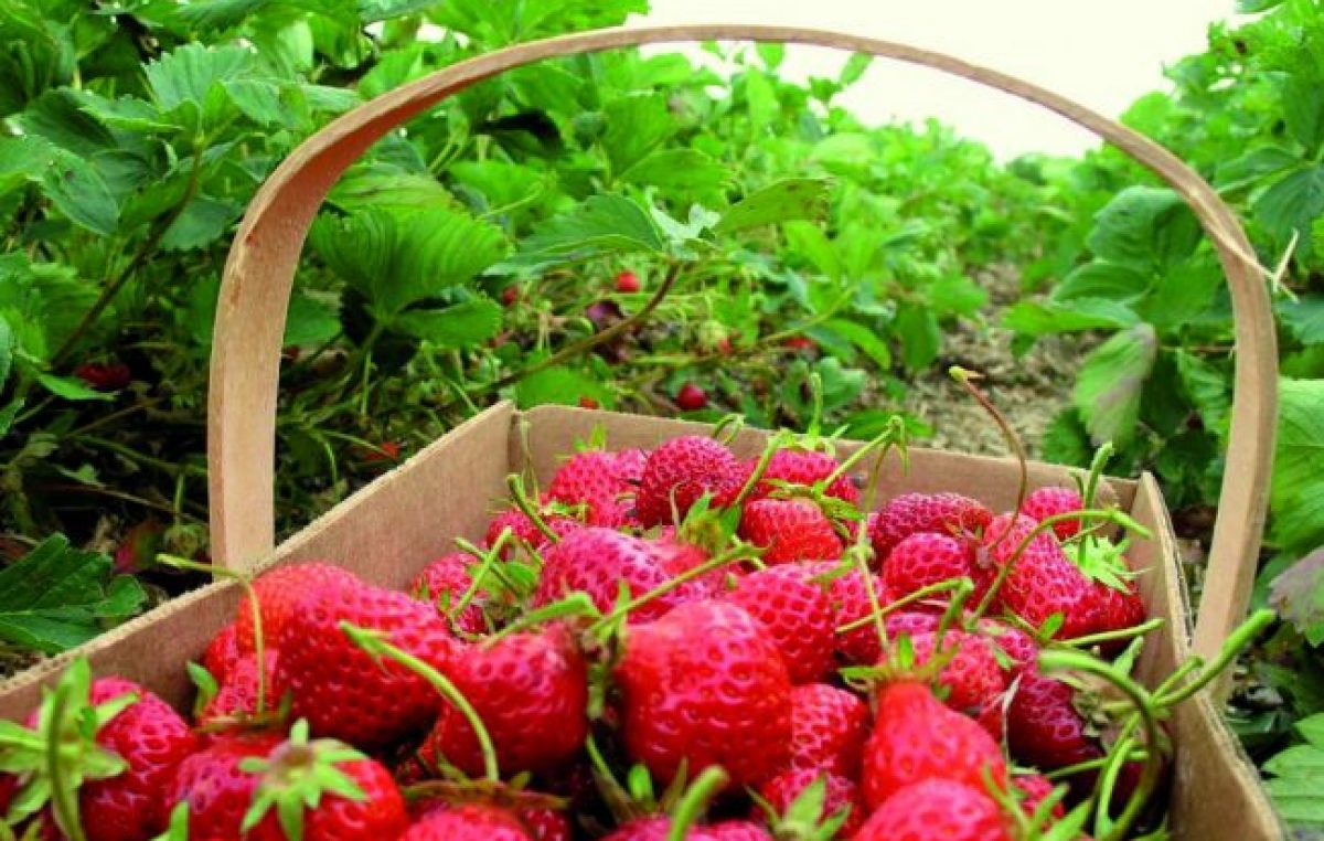 La frutilla que te deja sin postre