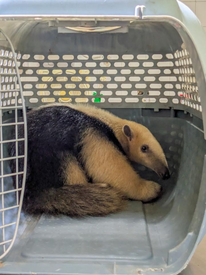 Rescatan y recuperan tres animales silvestres