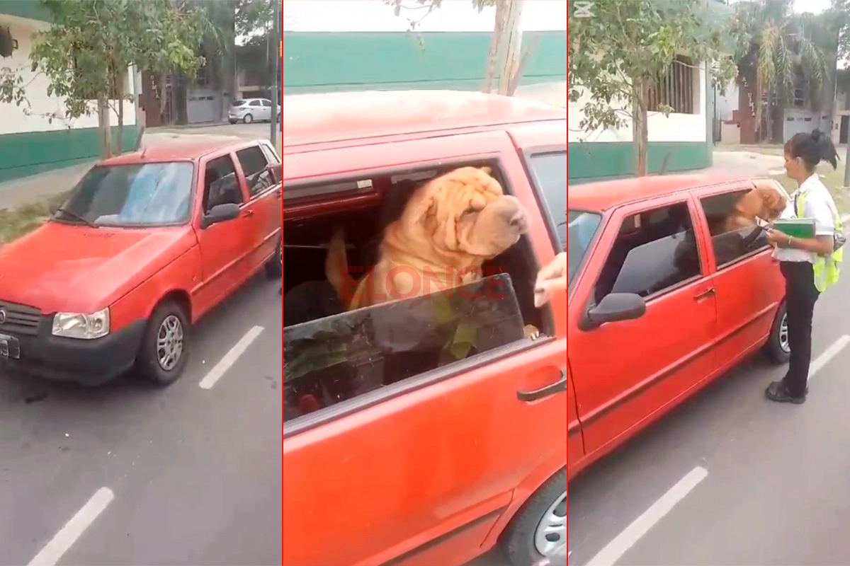 Abandonó a su perro en el auto y huyó de un operativo 