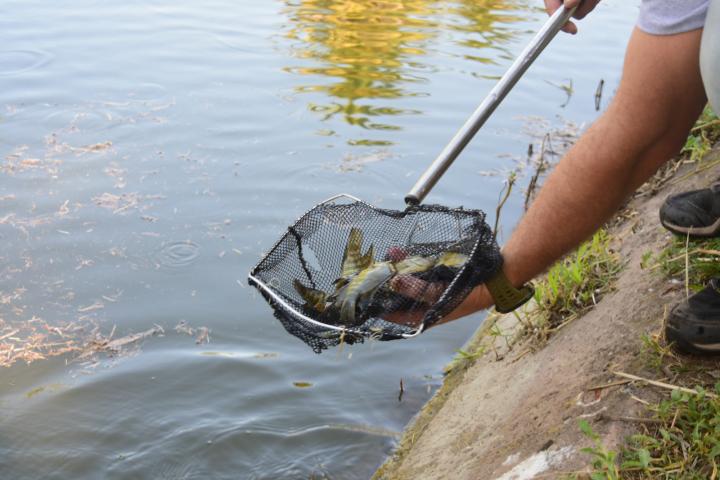 Liberaron “chanchitas de agua” para controlar mosquitos