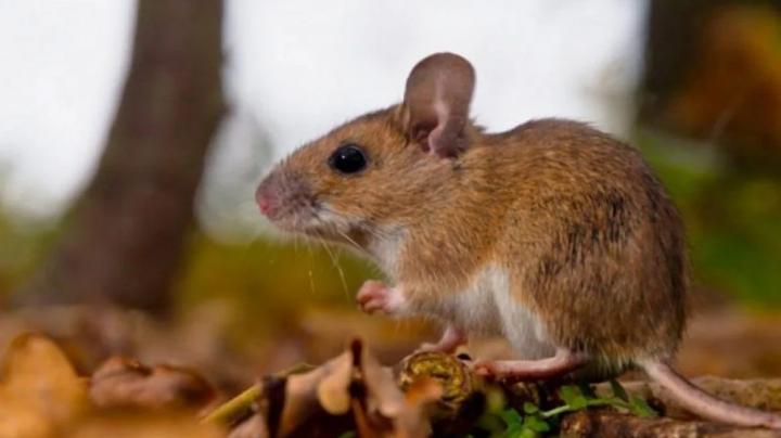 Un chico de 14 años murió por hantavirus en Recreo