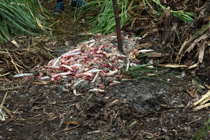 Decomisan 400 kilos de pescado en una reserva natural