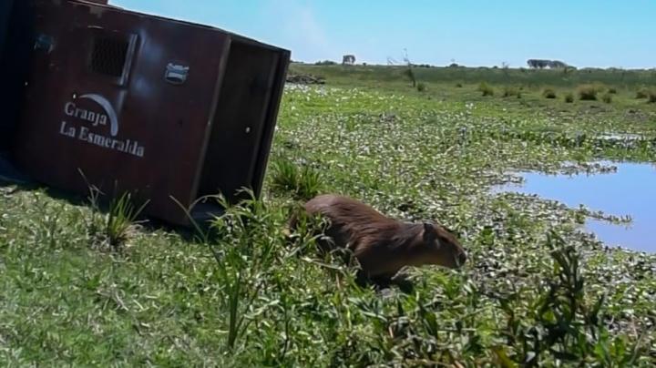 Liberaron una familia de monos carayá y un carpincho