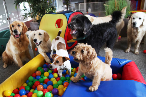 Una escuela pidió que los alumnos no vayan con sus perros