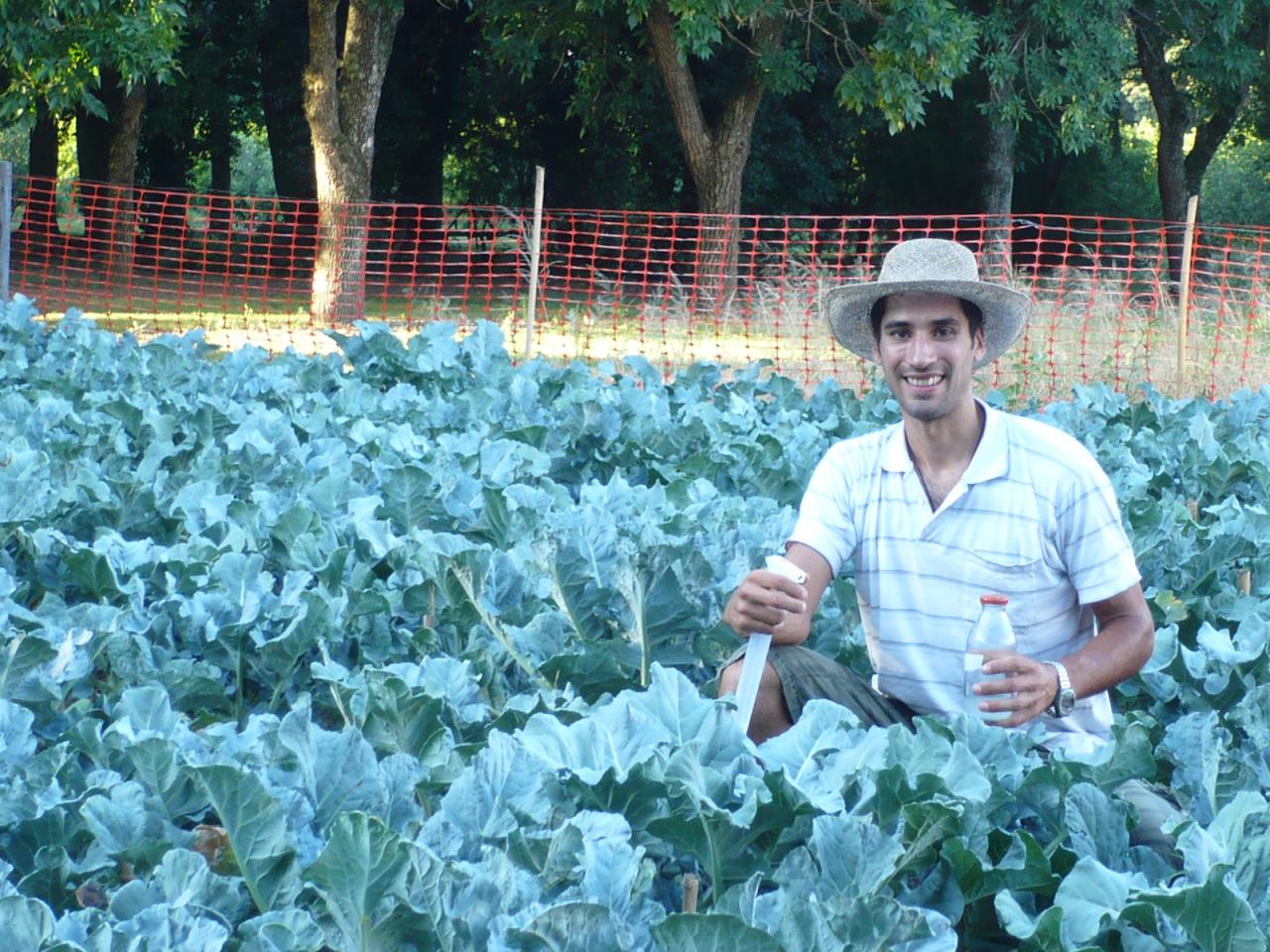 Producen brócolis fortificados para prevenir enfermedades