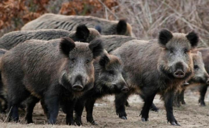 Alerta en Bariloche por invasión de jabalíes
