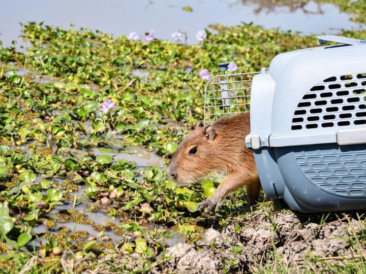 Liberaron fauna silvestre rehabilitada en el norte santafesino