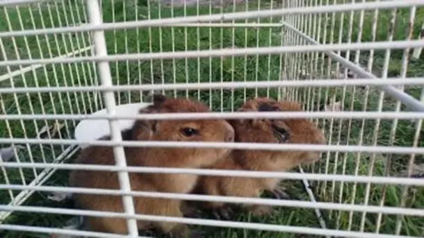 Vendían “milanesas de carpinchos” y de “nutrias”