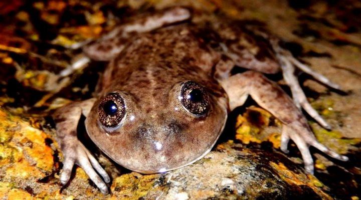 Un argentino ganó el “Oscar verde”