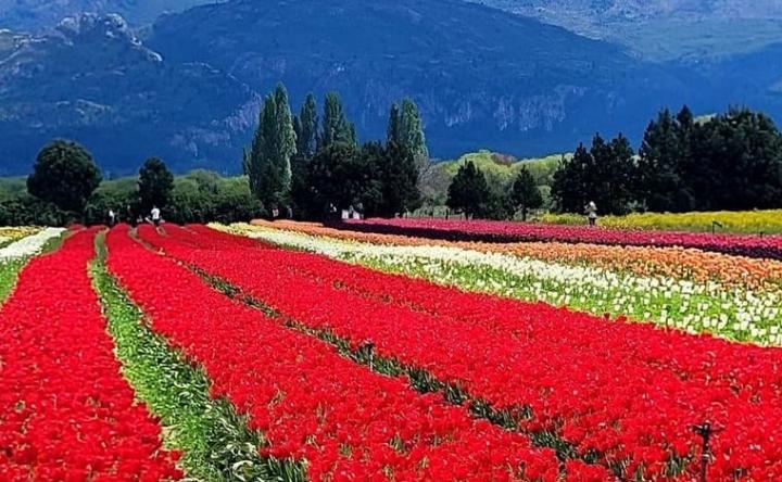 Un espectáculo de colores en el campo de tulipanes 