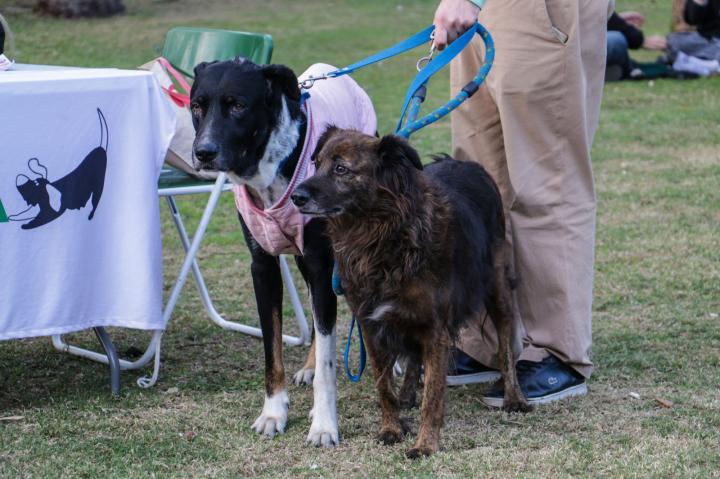 Barrio San Agustín: se realizarán castraciones gratuitas con turno previo