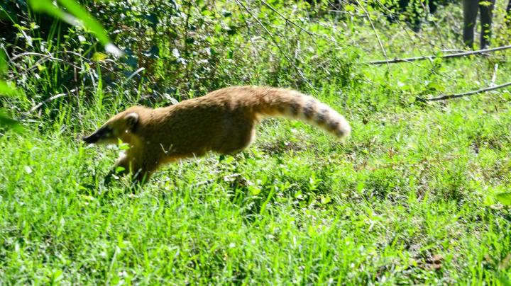 Liberaron 359 animales silvestres en lo que va del año