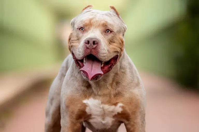 Rosario: un pitbull mordió a un chico de 14 años