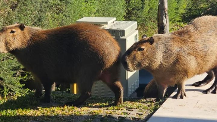 Scioli anunció el traslado de carpinchos en Nordelta