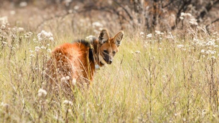 Provincia liberó un aguará guazú en su hábitat natural