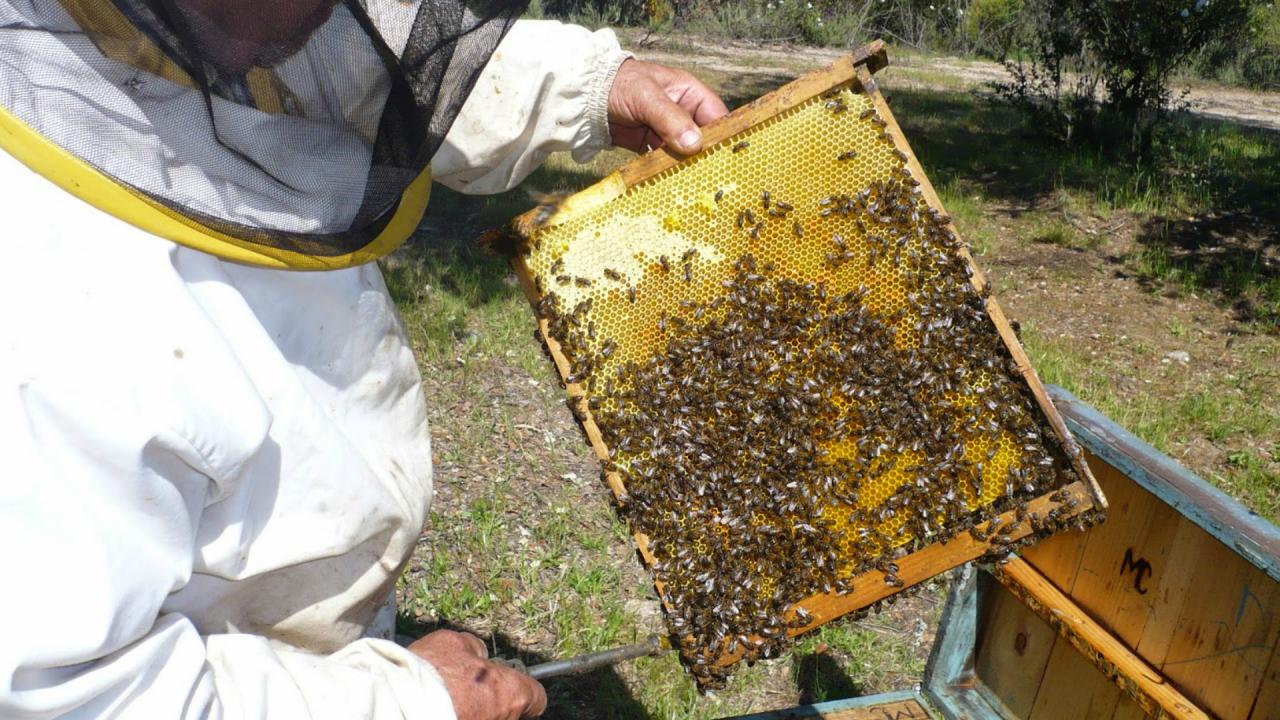 Impulsan crear una asociación de cabañeros apícolas