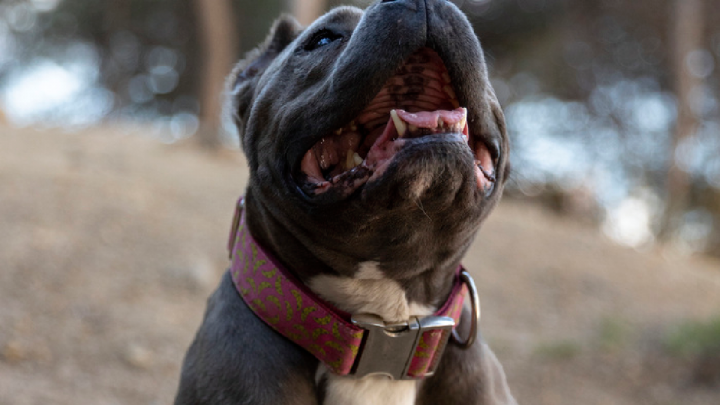 Nuevo ataque de un pitbull a una nena de 4 años