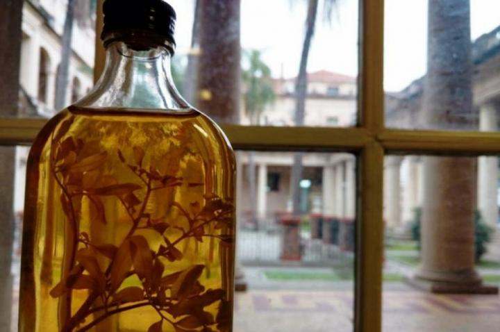 Por qué se toma caña con ruda el 1 de agosto