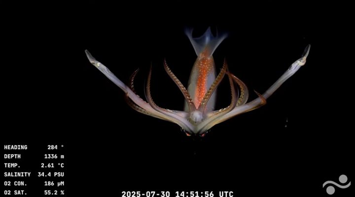 Así se ve el fondo del Mar Argentino