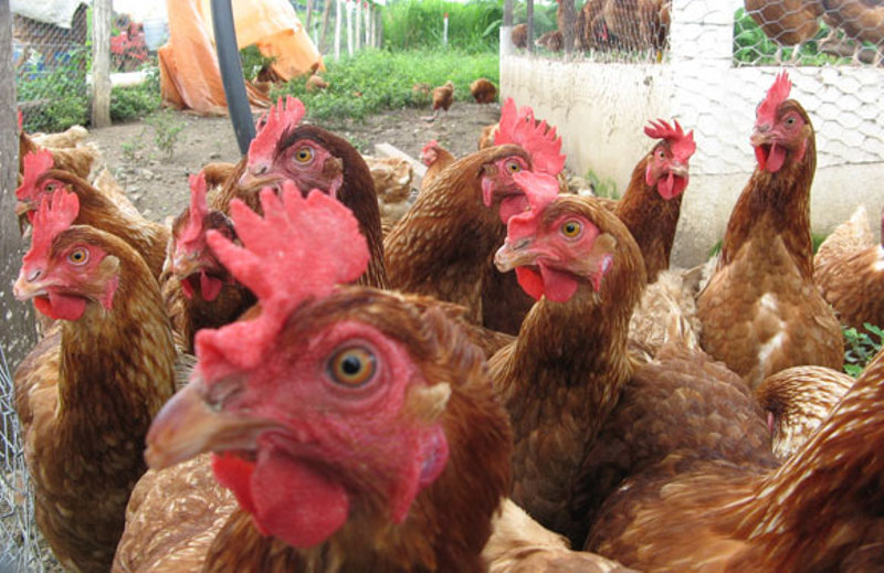 Regalan gallinas ponedoras para paliar la crisis