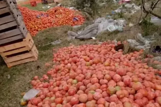 Estalló la crisis del tomate: productores tiran la cosecha 