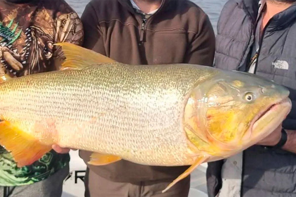 Pescaron un dorado de 30 kilos en el río Paraná