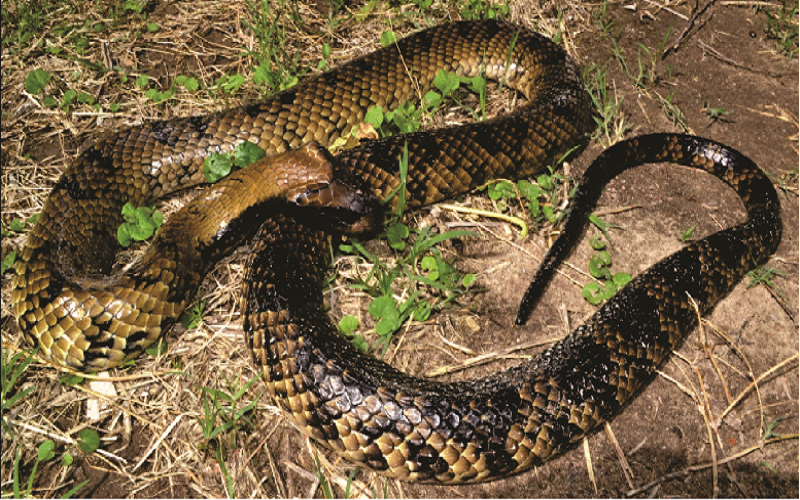 Ñacaniná, la reina del agua que habita Santa Fe