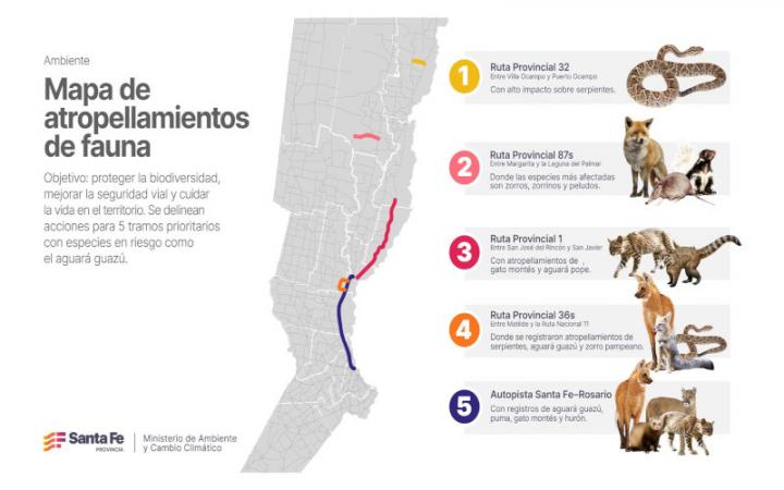 Elaboraron el primer mapa de atropellamientos de fauna
