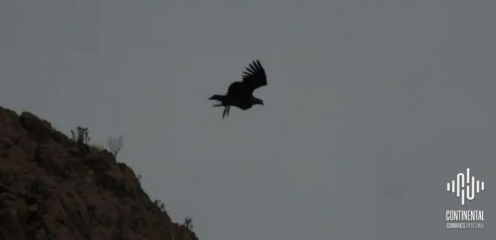 Liberaron en Río Negro a Kamin y Kuraq