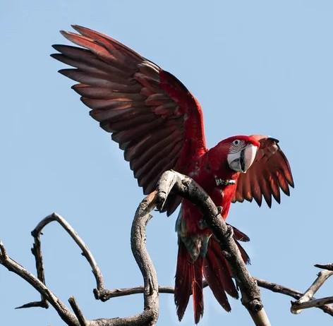 Mataron con una gomera al guacamayo rojo “Charrúa”