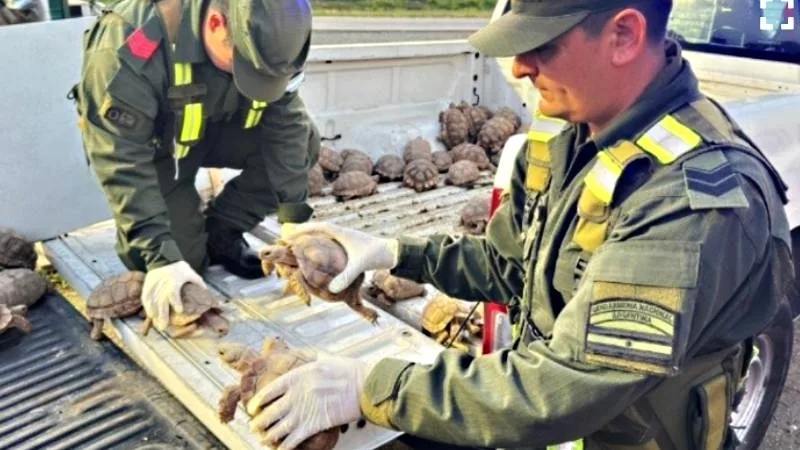 Rescatan más de 100 tortugas y aves ocultas en un camión