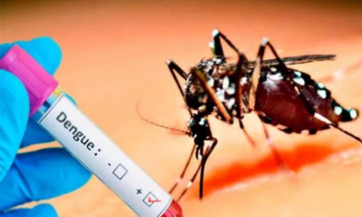 Dengue: detectan la presencia del mosquito en 16 barrios