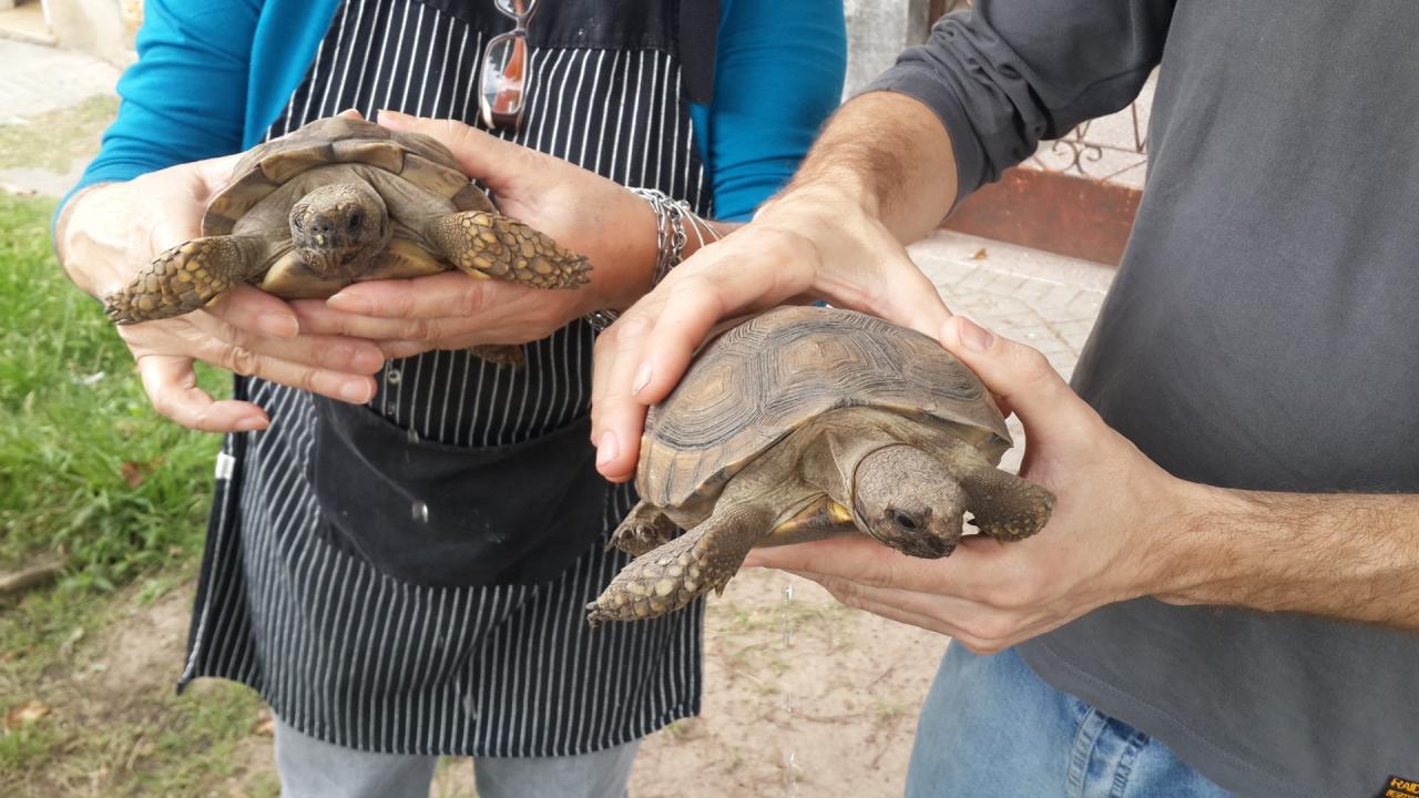 Trasladan tortugas terrestres a la Granja La Esmeralda