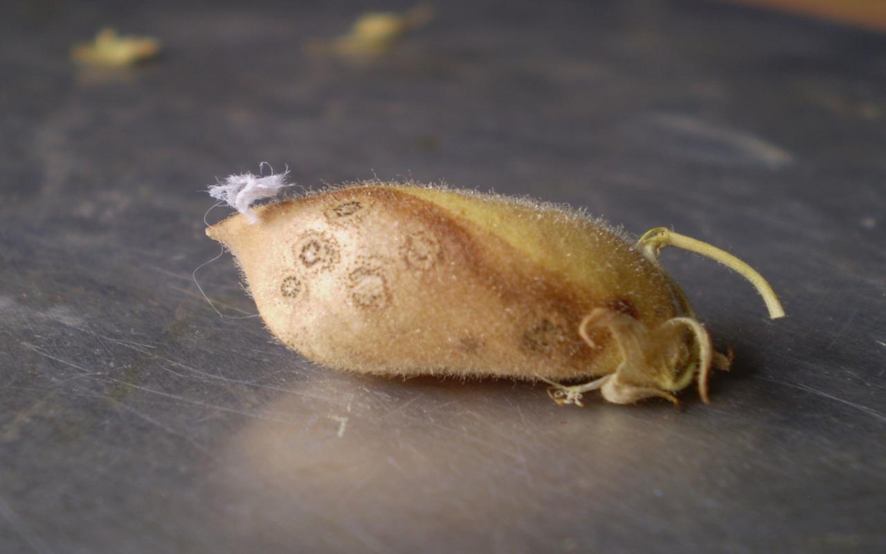 Rabia del garbanzo: plantean estrategias para erradicarlo