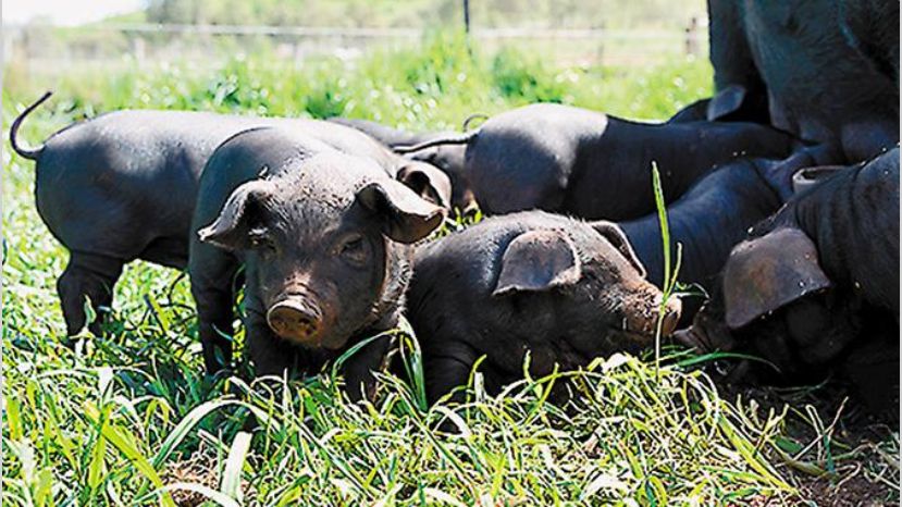 El 20 % de los productores porcinos dejó la actividad