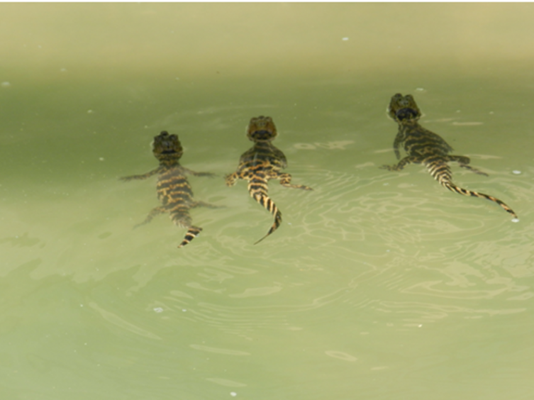 Estudian la variabilidad genética de la fauna santafesina