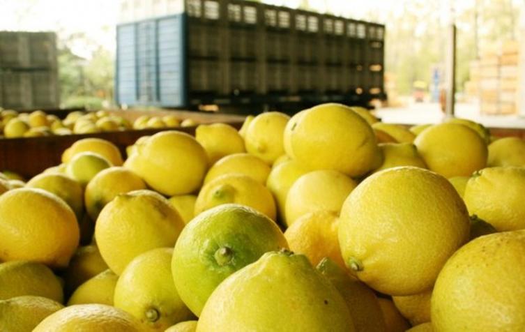 EE.UU. vuelve a comprar limones argentinos