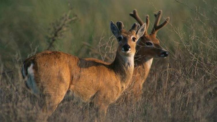 Un cordobés deberá pagar $ 200 mil por cazar un venado